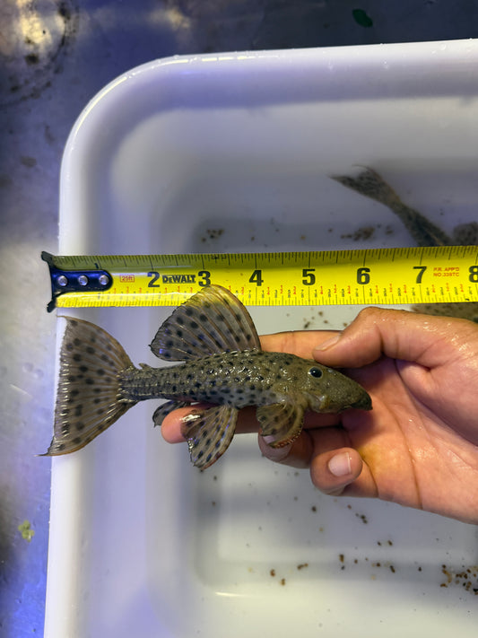 L160 /L096 Spiny Monster Pleco (Pseudacanthicus spinosus)