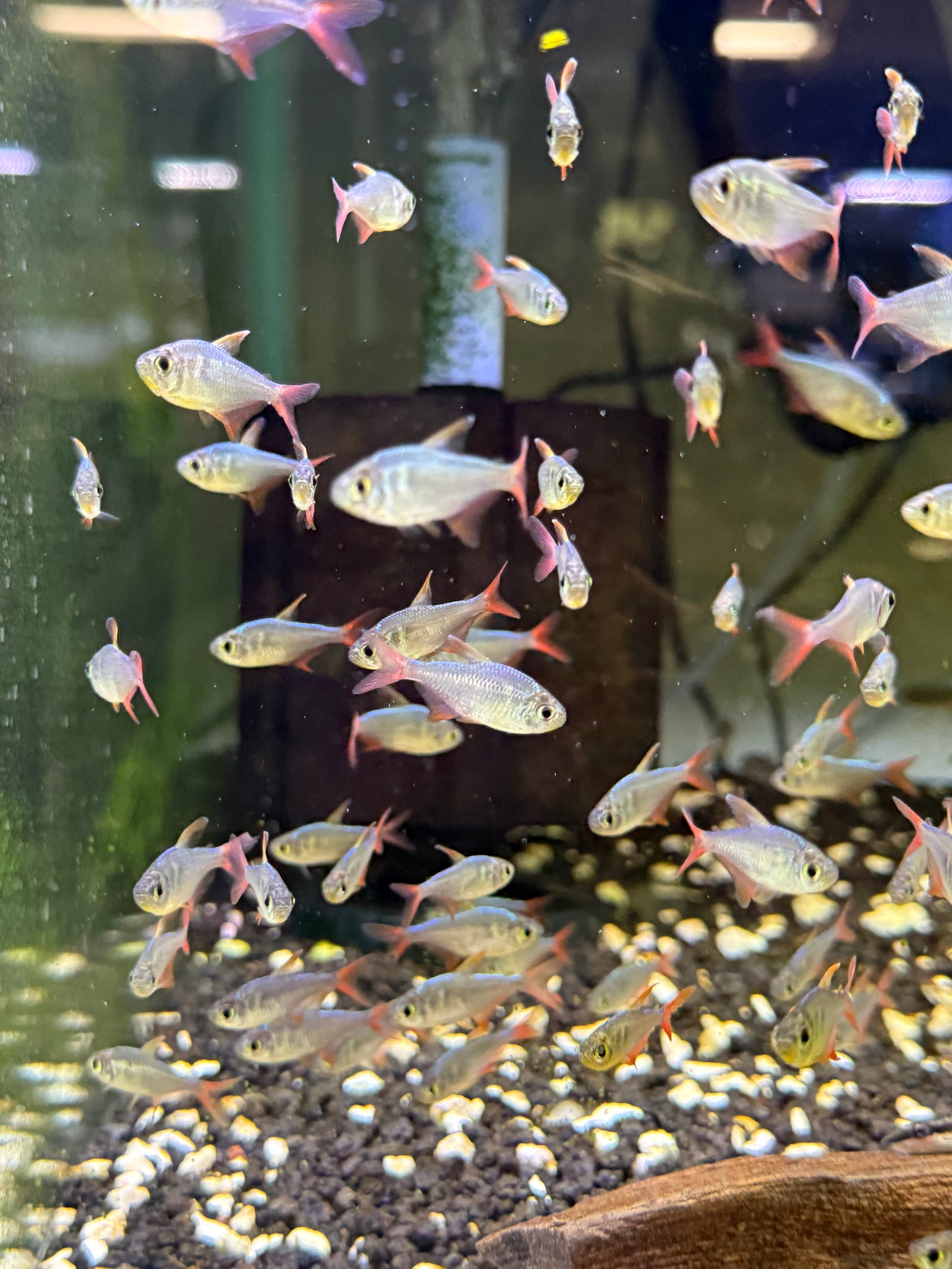 Red and Blue Colombian Tetra (Hyphessobrycon columbianus)