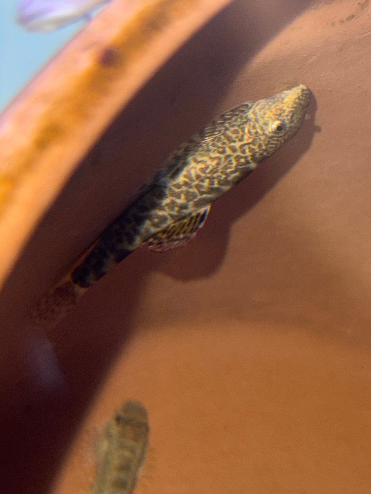 Pseudogastromyzon myersi Myer's Hillstream Loach Red Seam Hillstream