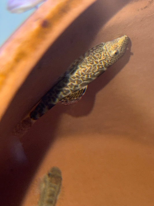 Pseudogastromyzon myersi Myer's Hillstream Loach Red Seam Hillstream