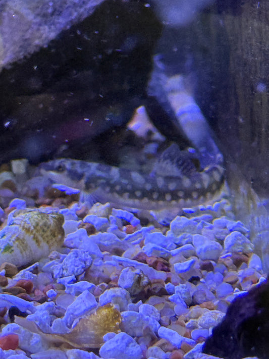 Galaxy Loach (Mesonoemacheilus guentheri) Schistura guentheri