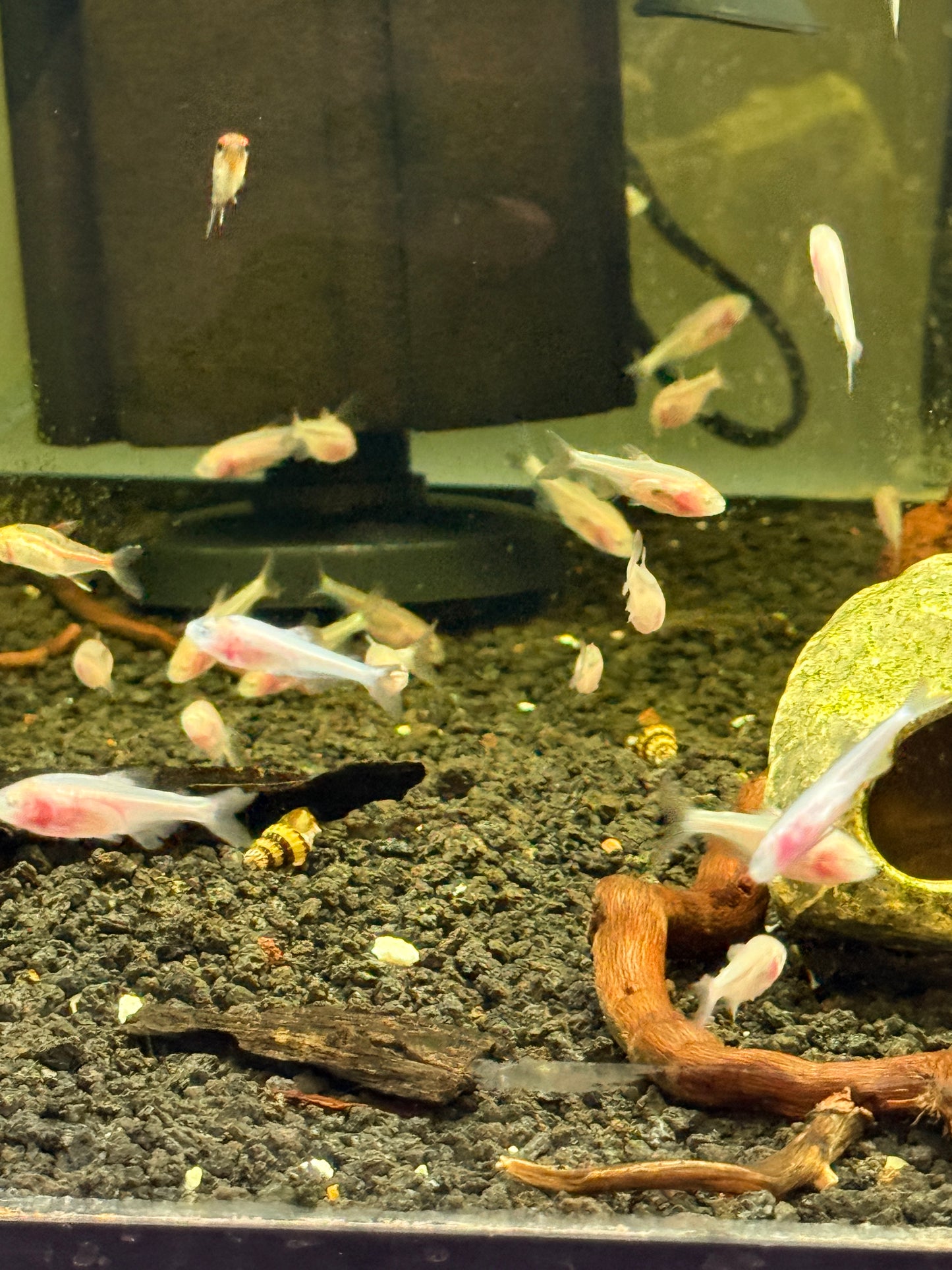 Blind Cave Tetra Mexican tetra (Astyanax mexicanus)