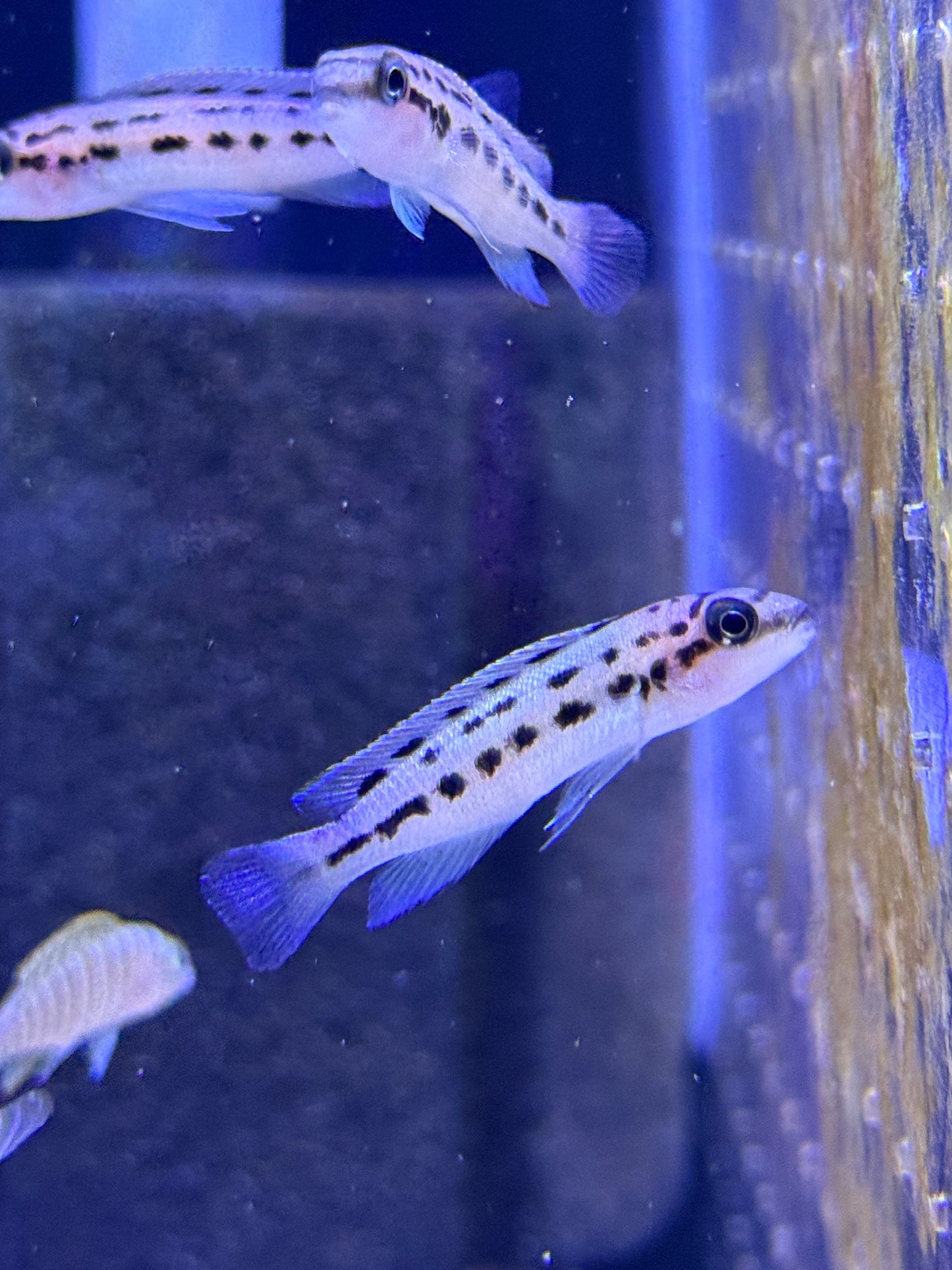 Chalinochromis sp. "Ndobhoi"