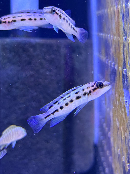 Chalinochromis sp. "Ndobhoi"