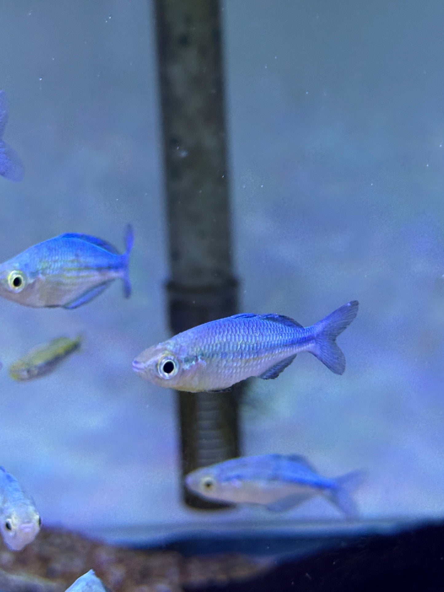 Turquoise Rainbow (Melanotaenia lacustris)