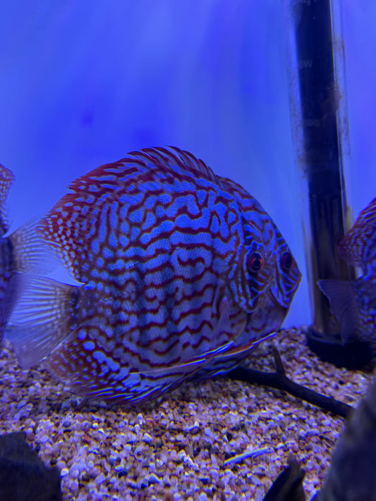 Red Turquoise Discus