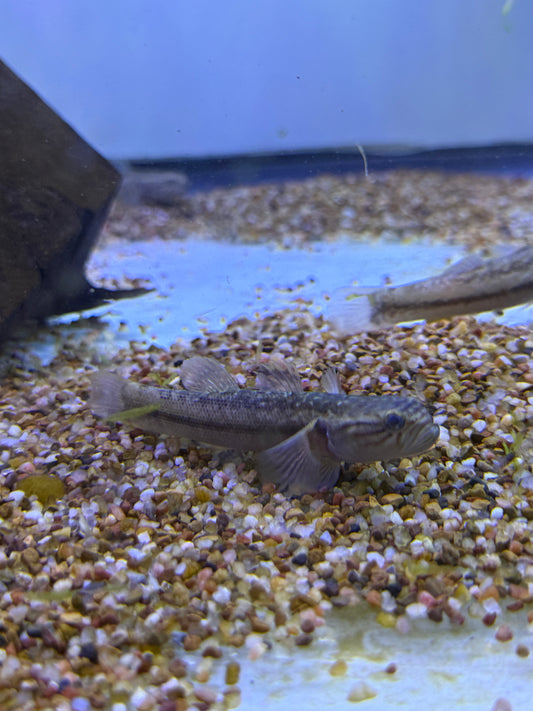Belobranchus segura / Segura's throatspine gudgeon