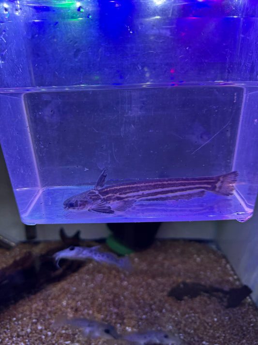 Eel Tail Wood Catfish / Striped Wood Catfish (Trachelyopterichthys taeniatus)