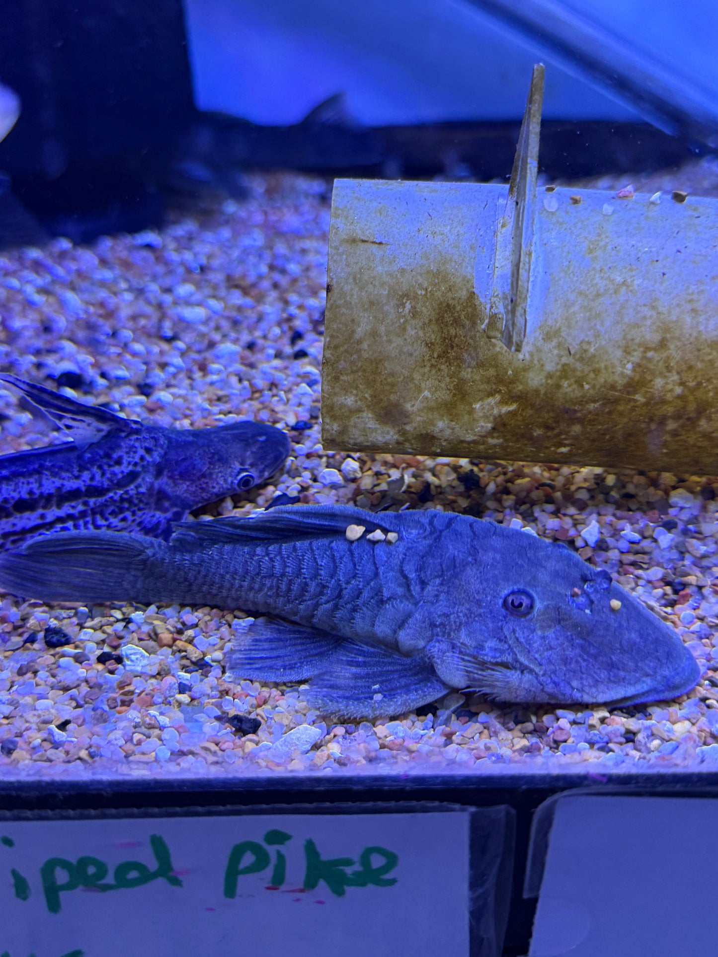 L332 pleco (Parancistrus sp.) Green Chubby Pleco