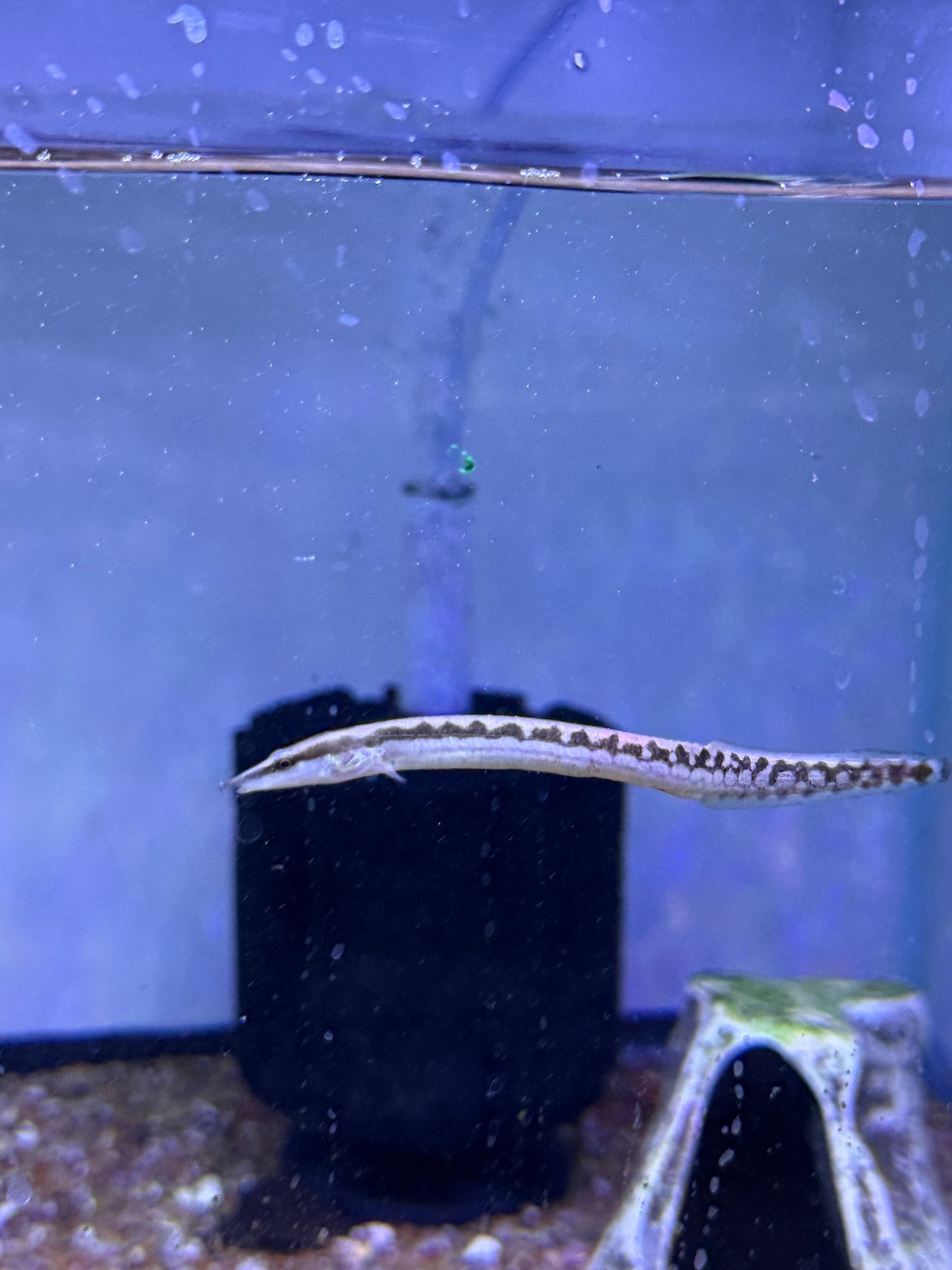 Tiretrack Eel (Mastacembelus armatus)