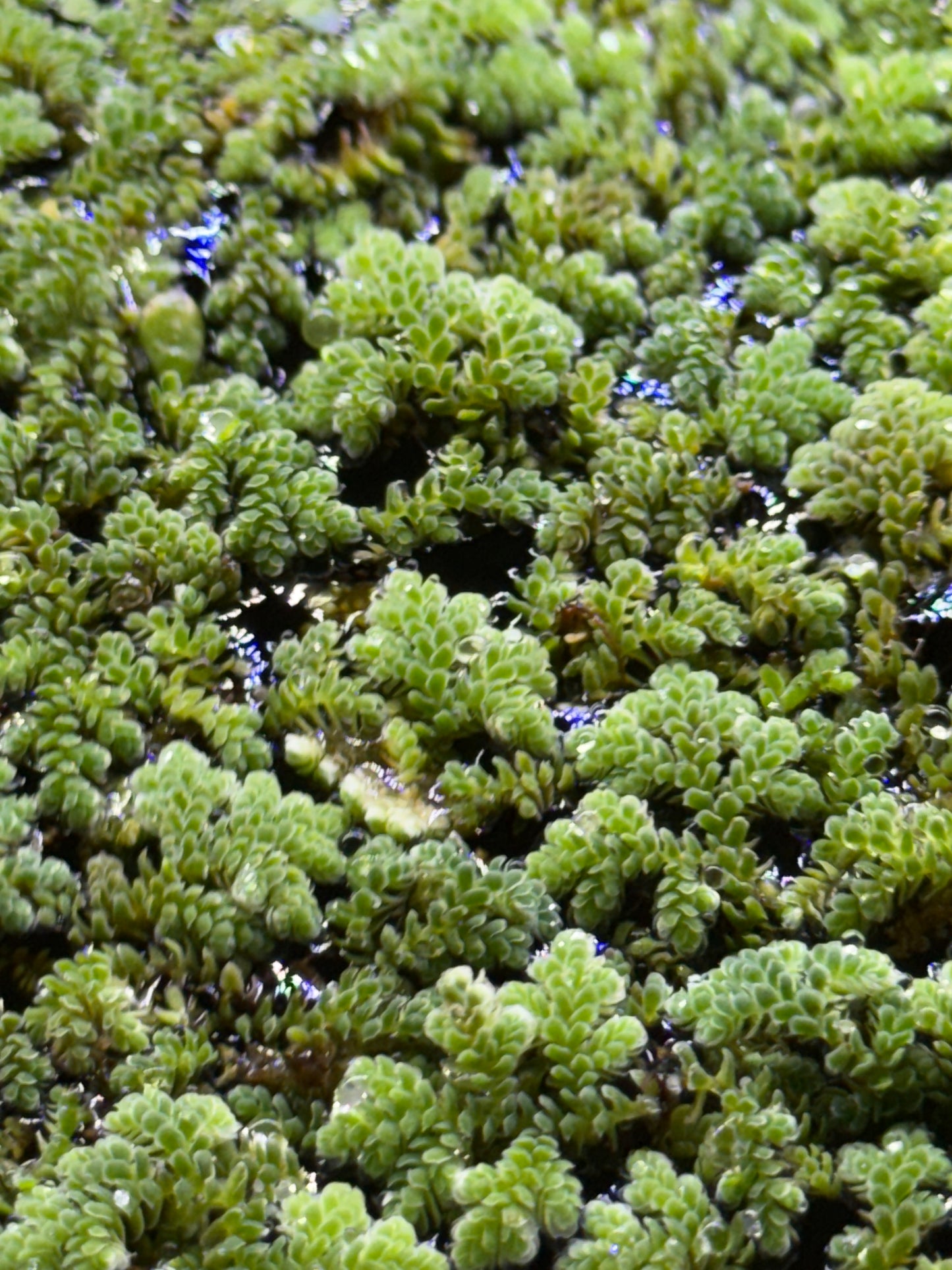 Azolla caroliniana Floating Plant