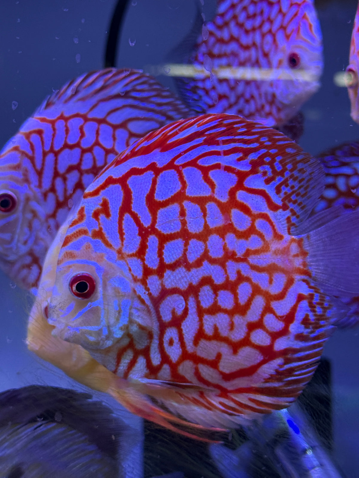 Super Pigeon Discus
