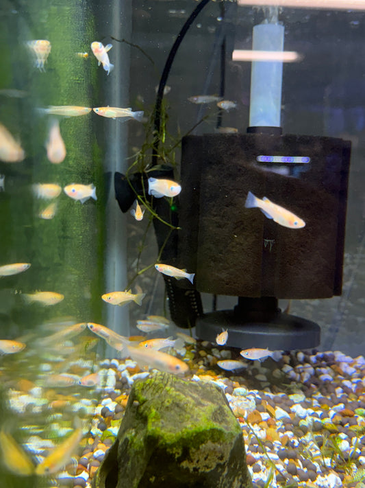 Medaka Rice Fish Red Emperor