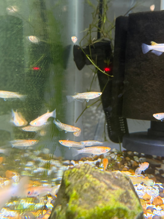Medaka Rice Fish Red Emperor