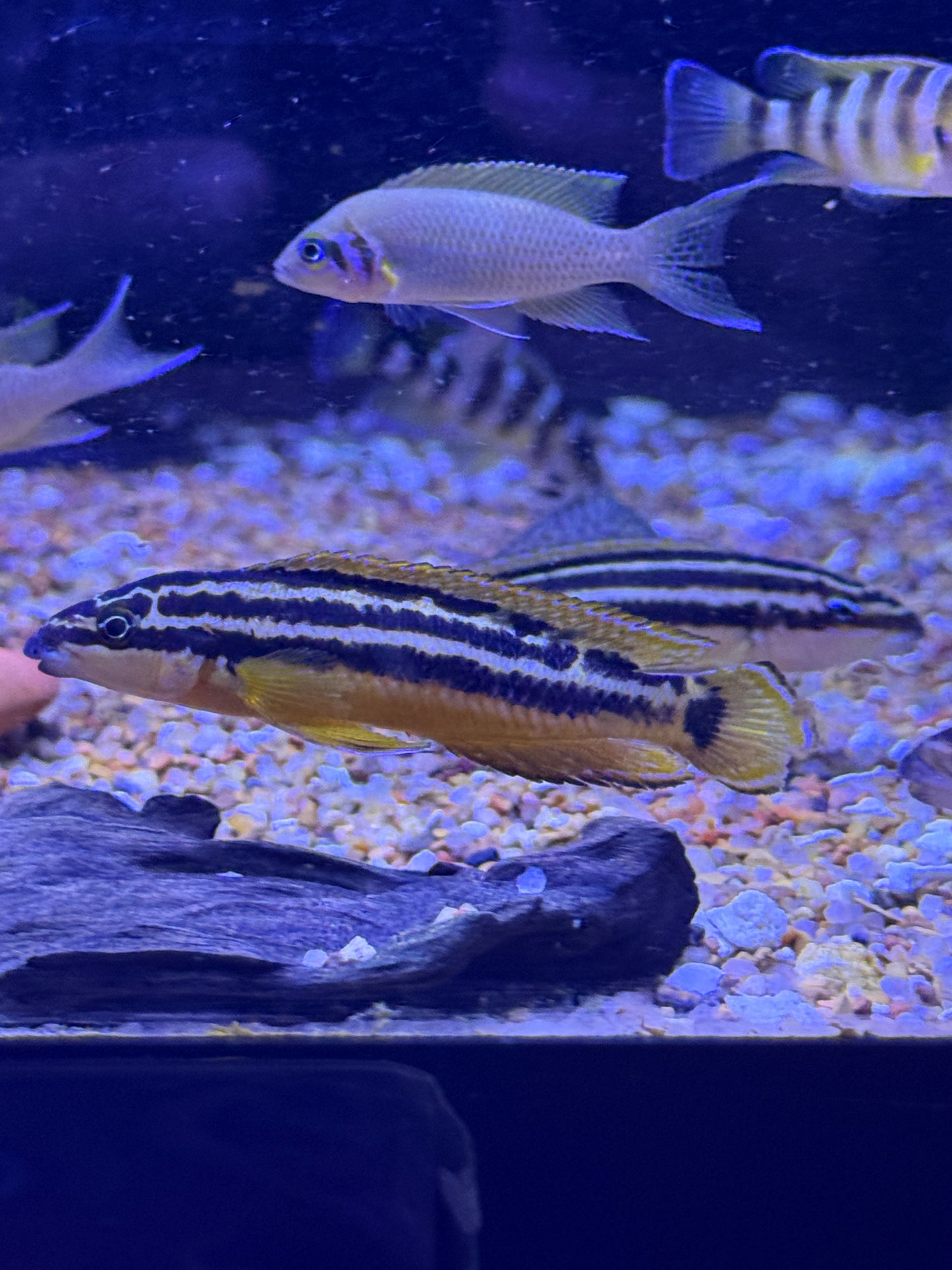 GOLDEN JULIE (JULIDOCHROMIS ORNATUS)