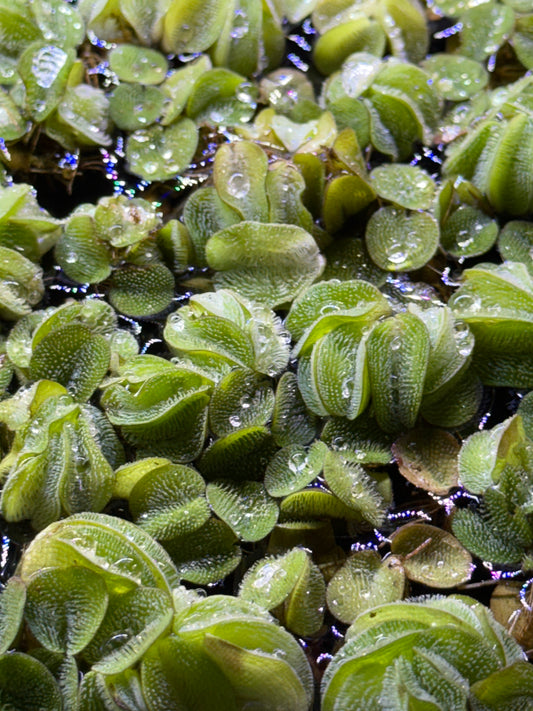 Salvinia rotundifolia minima Floating Plant