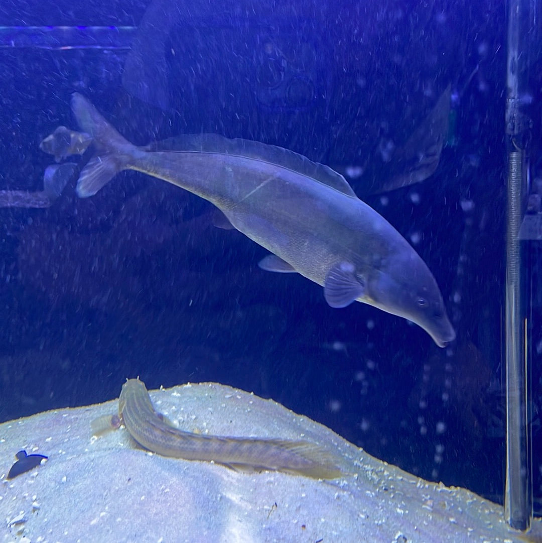 Dolphin Fish (Mormyrus Longirostris)