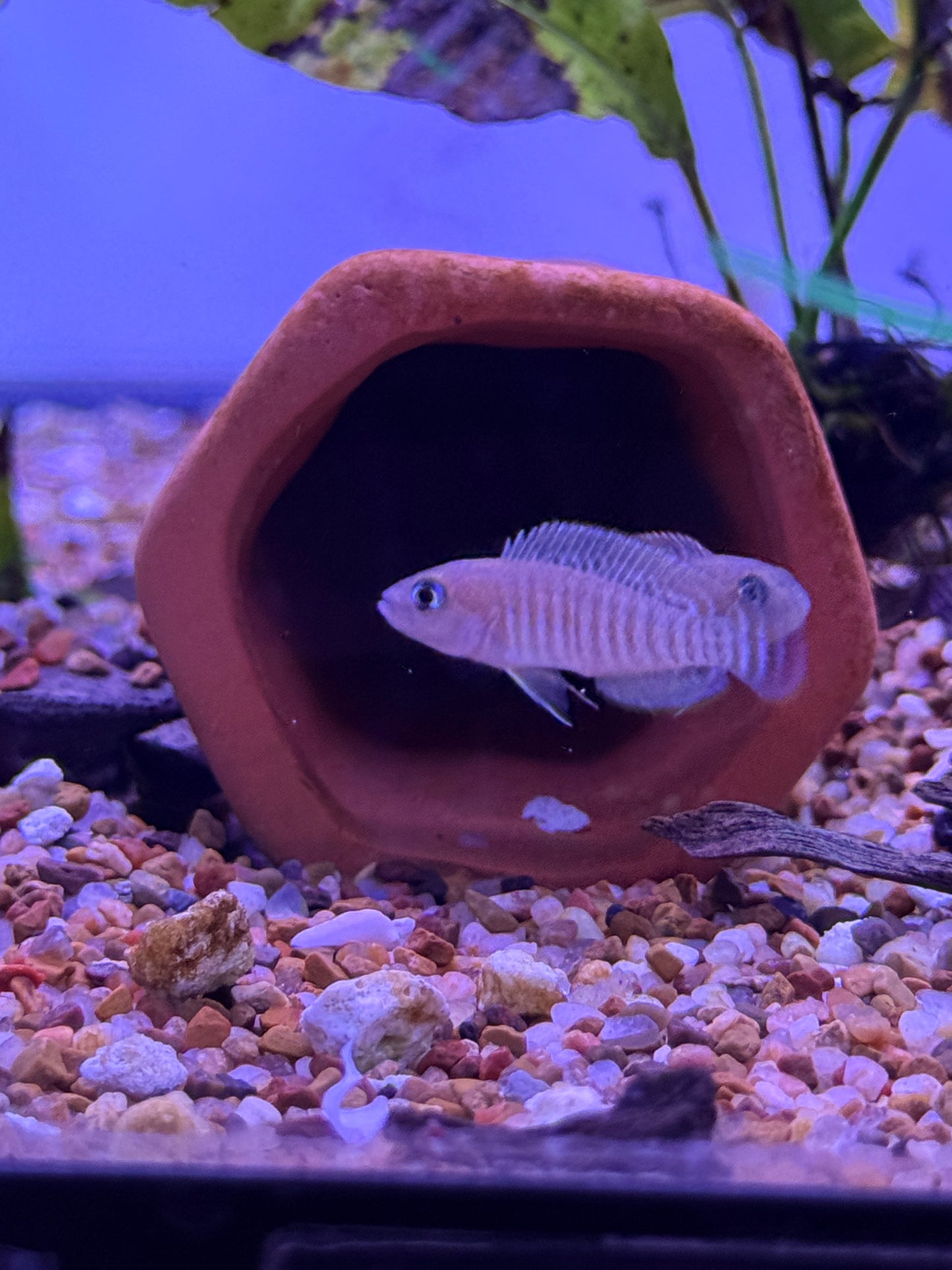 Neolamprologus multifasciatus