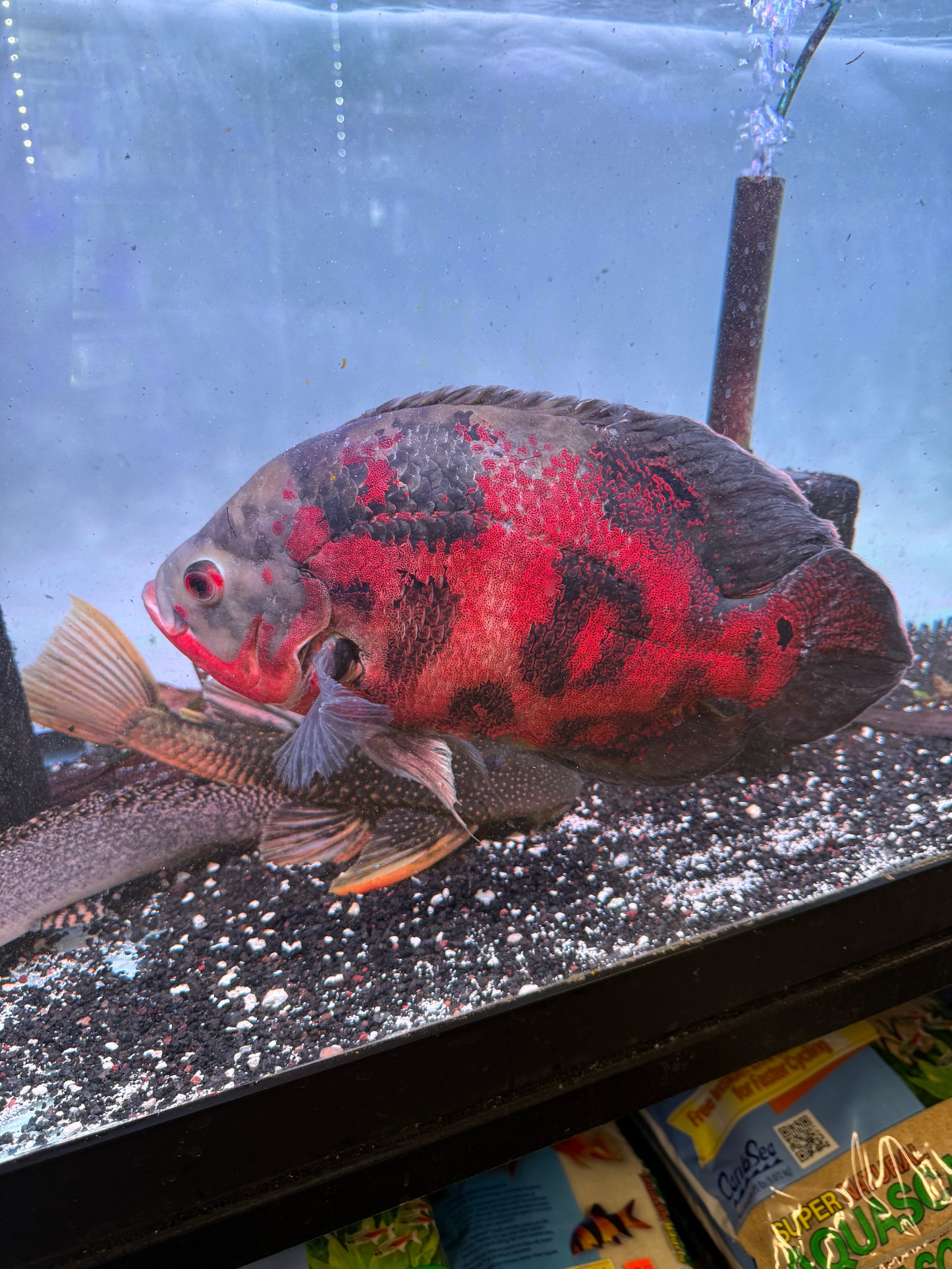 Lots of big Guys avail ! Tiger Oscar Astronotus ocellatus