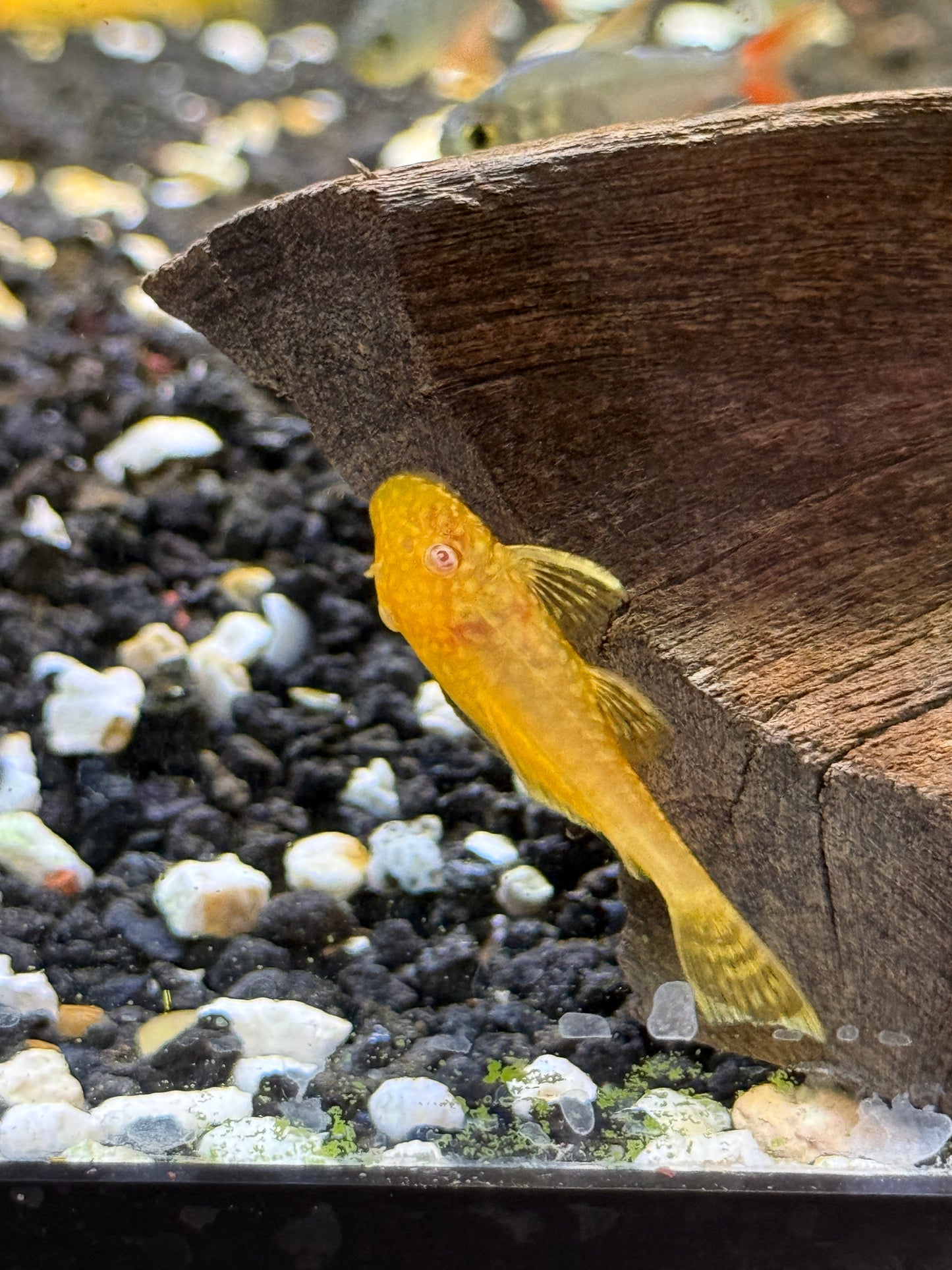 Albino Bushy / Bristle Nose Pleco