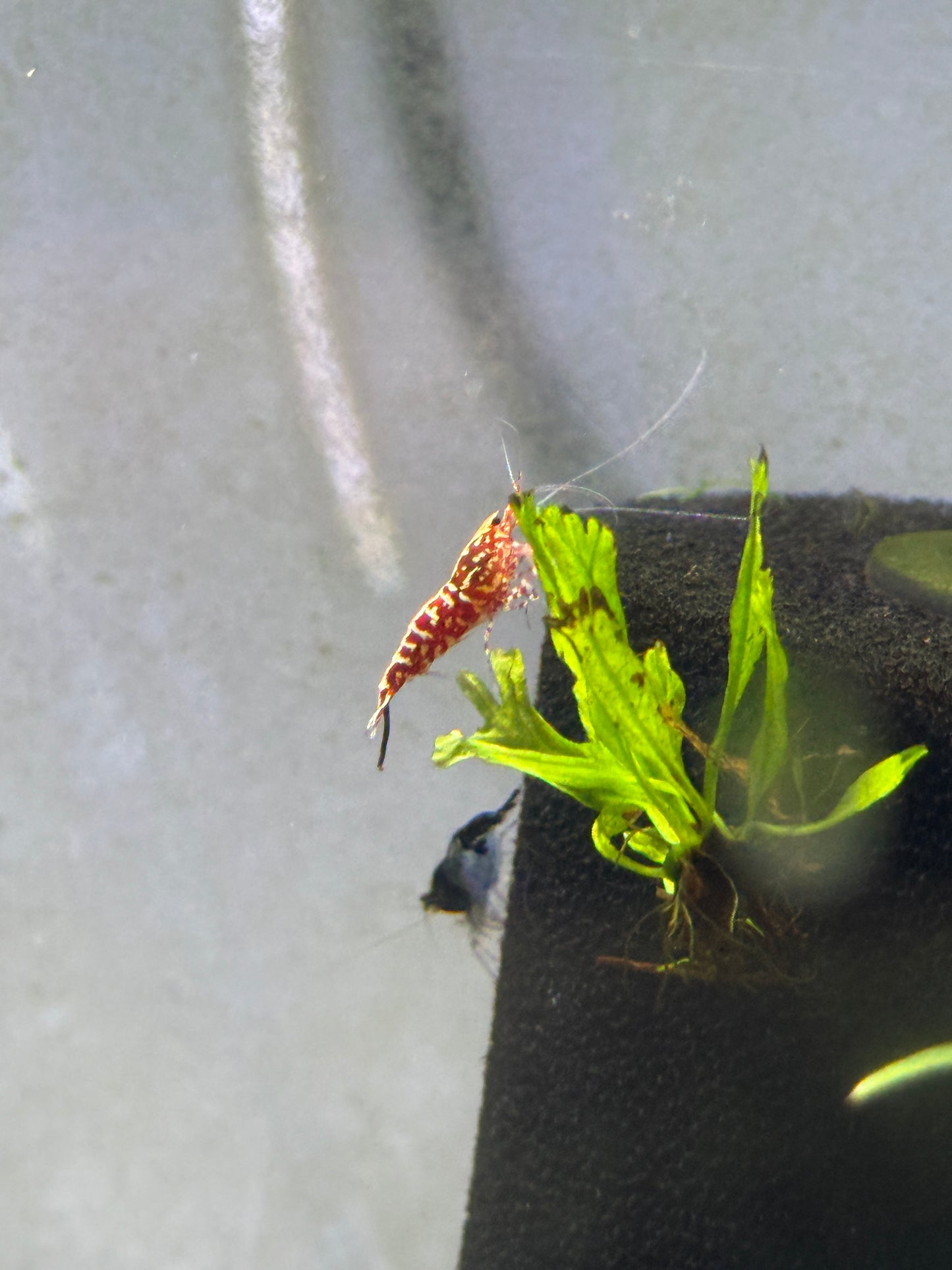 Red Galaxy Shrimp Caridina cantonensis