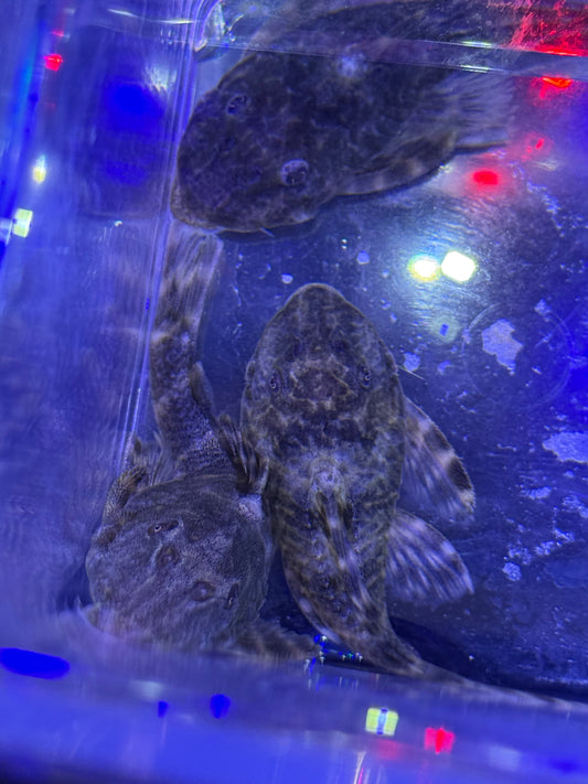 Clown Pleco L??? (Panaque SP)