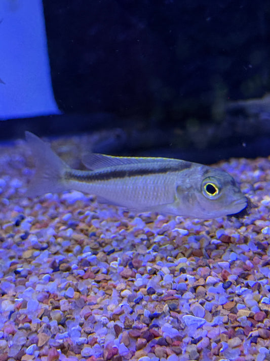 Buccochromis spectabilis Spectacular Cichlid or Malawi Butterfly