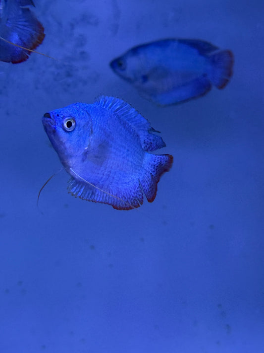Powder blue Dwarf Gourami