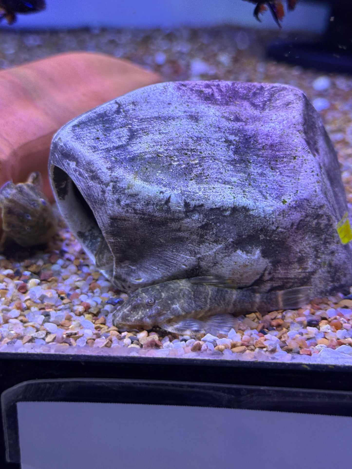 Panaqolus maccus Clown Pleco