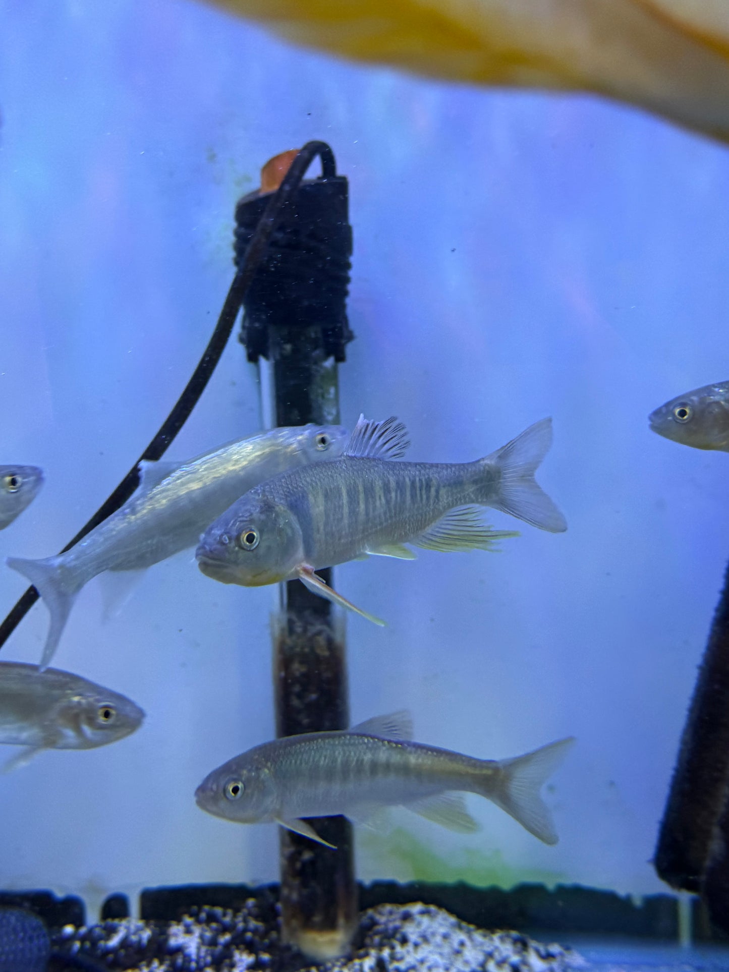 (Rare)Taiwan Zacco (Opsariichthys pachycephalus)