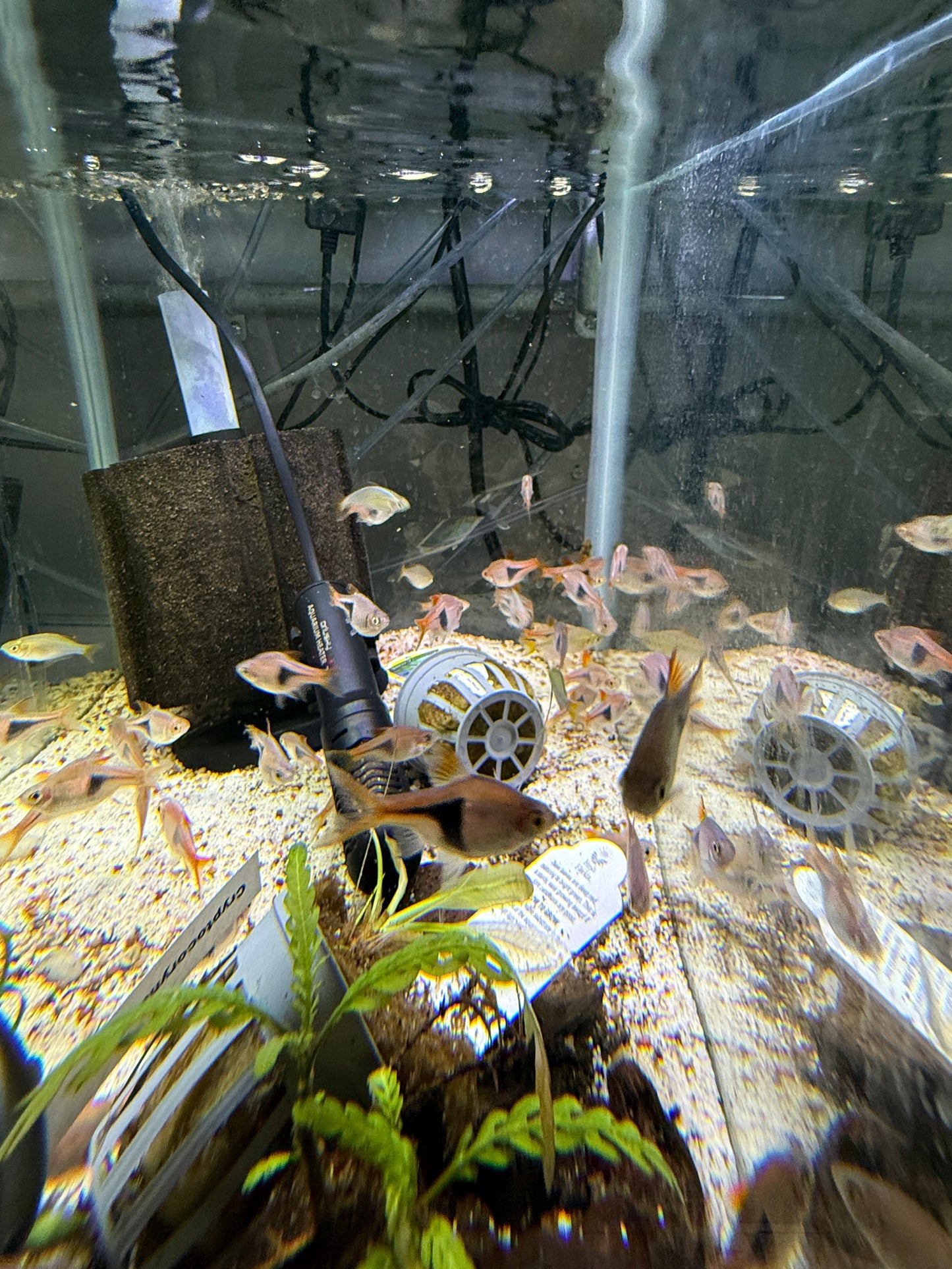 Harley Quin Rasbora (Trigonostigma heteromorpha)