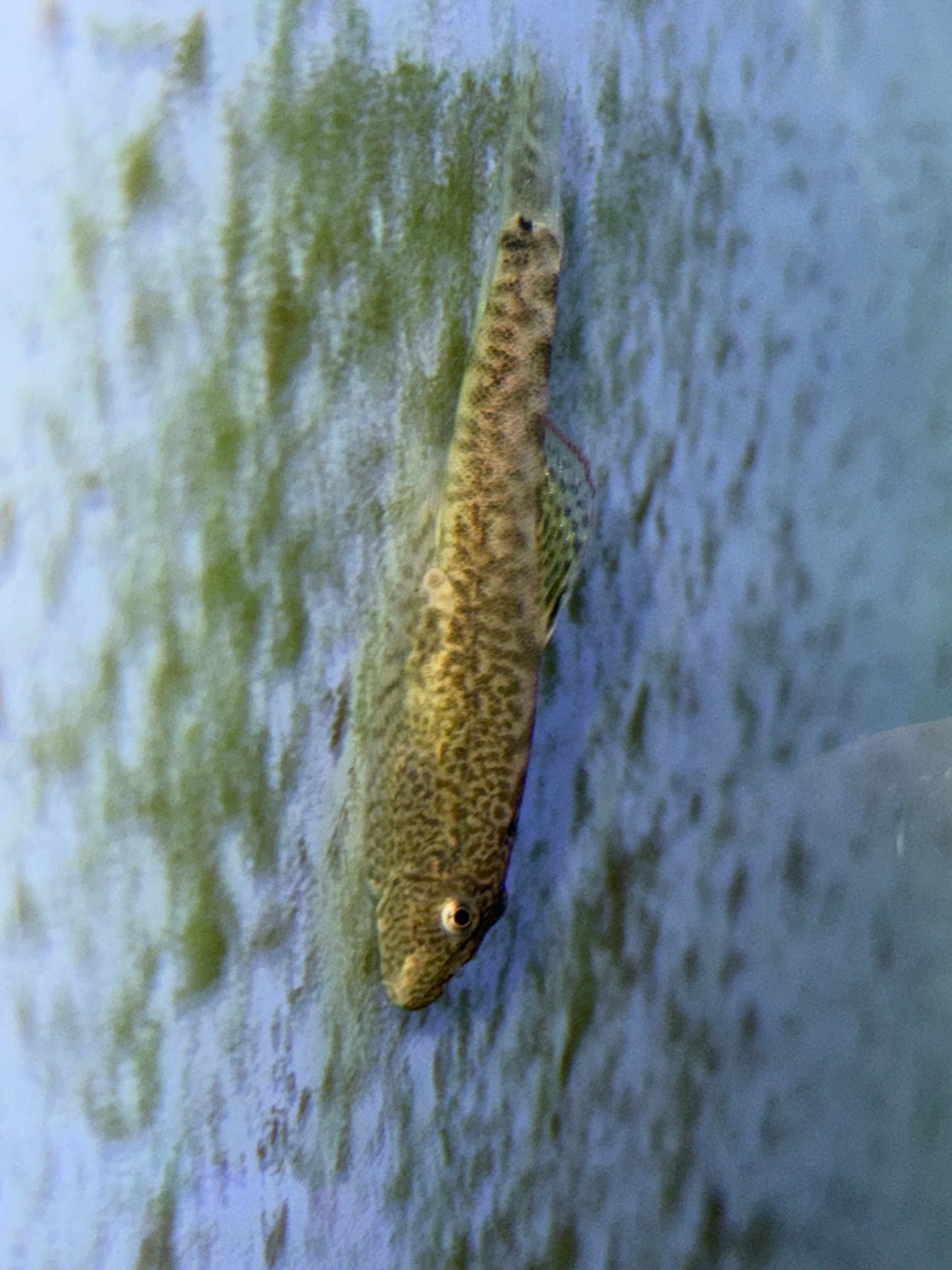 Pseudogastromyzon myersi Myer's Hillstream Loach Red Seam Hillstream