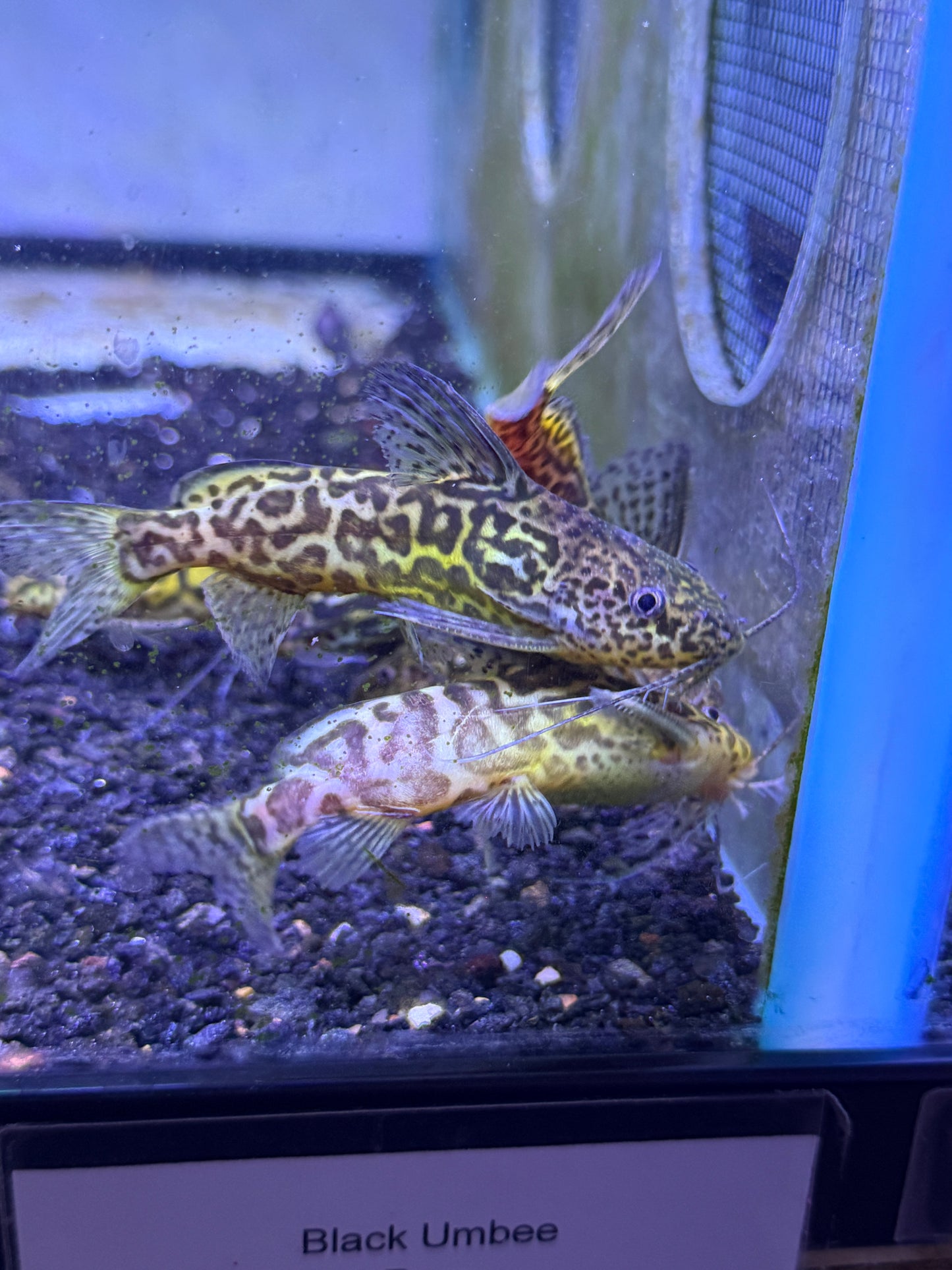 Marbled Synodontis (Synodontis Schotendeni)