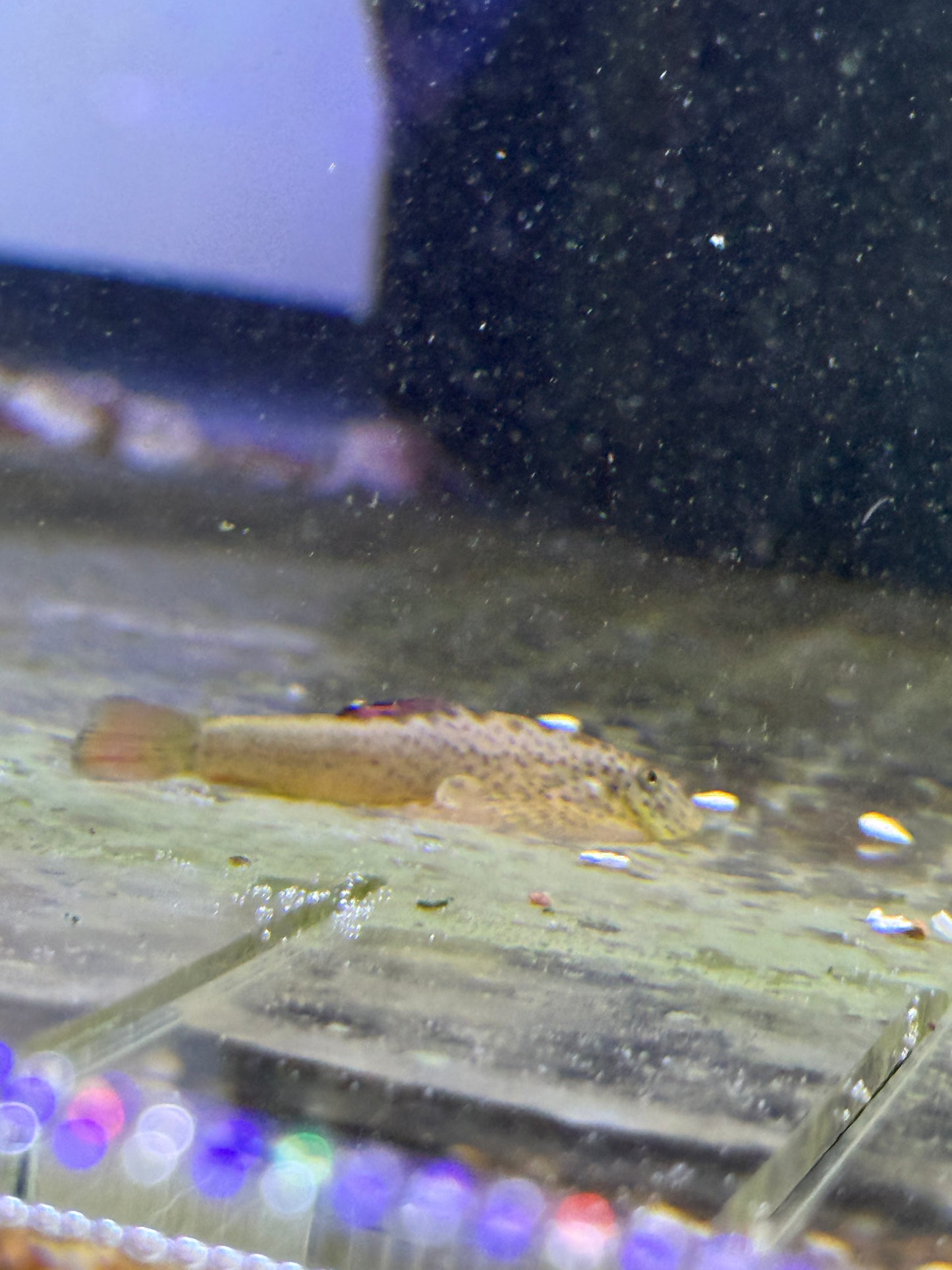 Purple Fin Hillstream Loach (Pseudogastromyzon cf. laticeps)