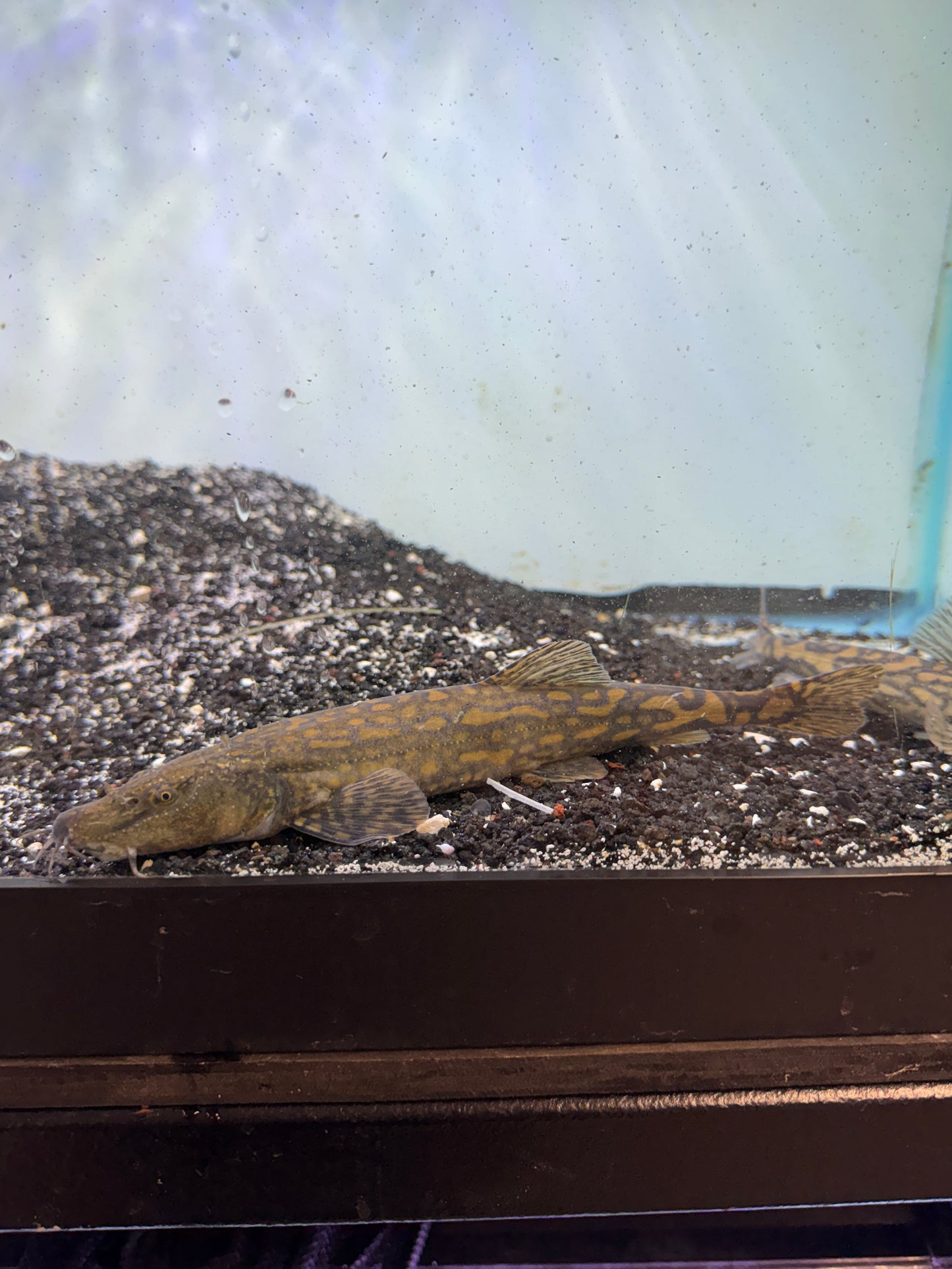 Triplophysa siluroides Tiger Loach Stone Loach