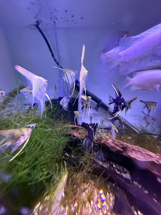 Assorted Baby Angel Fish