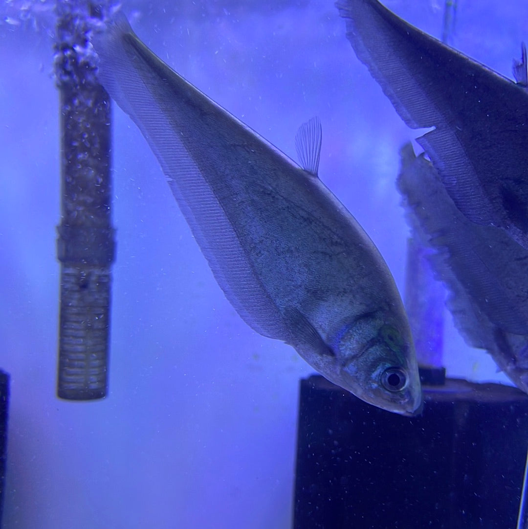 Asian Knife Fish Nopterus Nopterus