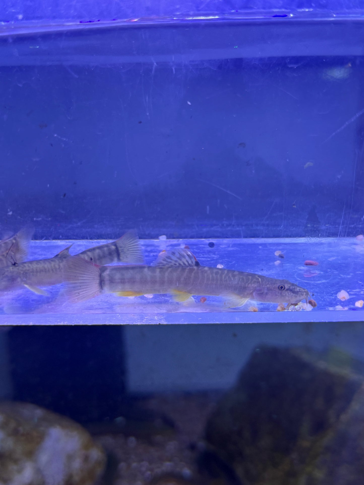 Rare ! Paracobitis potanini  Homatula potanini Red Tail Loach