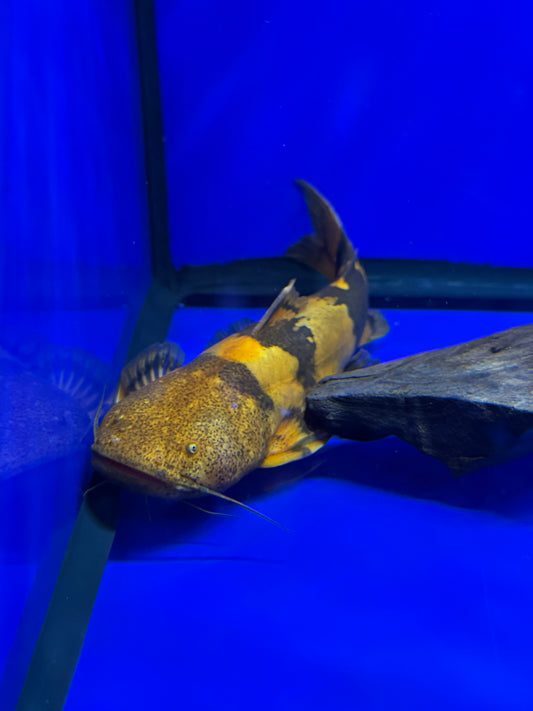 Giant Bumblebee Catfish (Pseudopimelodus bufonius)