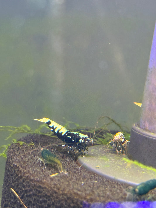 Black Galaxy Shrimp Caridina cantonensis