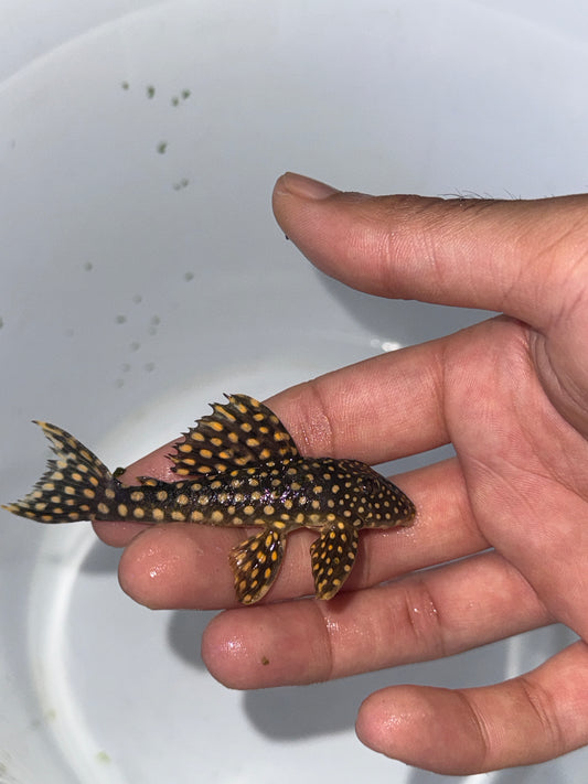 (Rare) L253 Black Royal Goldie Pleco (Scobinancistrus sp. L253)