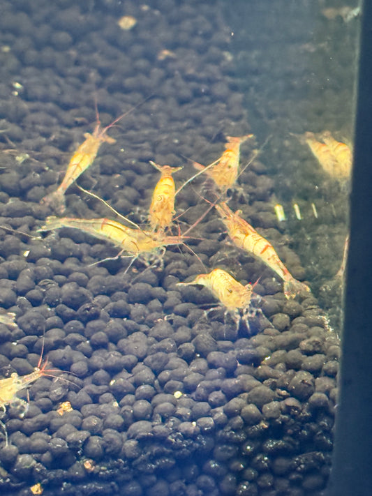 Sulawesi snow zebra shrimp Caridina holthuisi