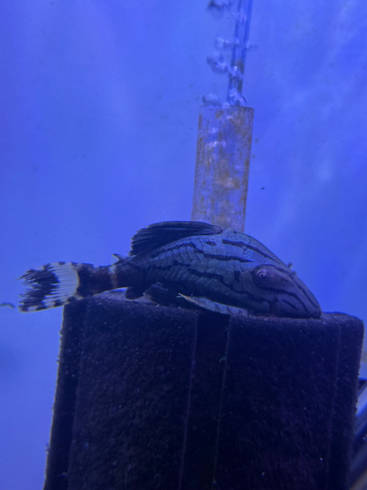 L191 BROKEN LINE ROYAL PLECO (PANAQUE NIGROLINEATUS)
