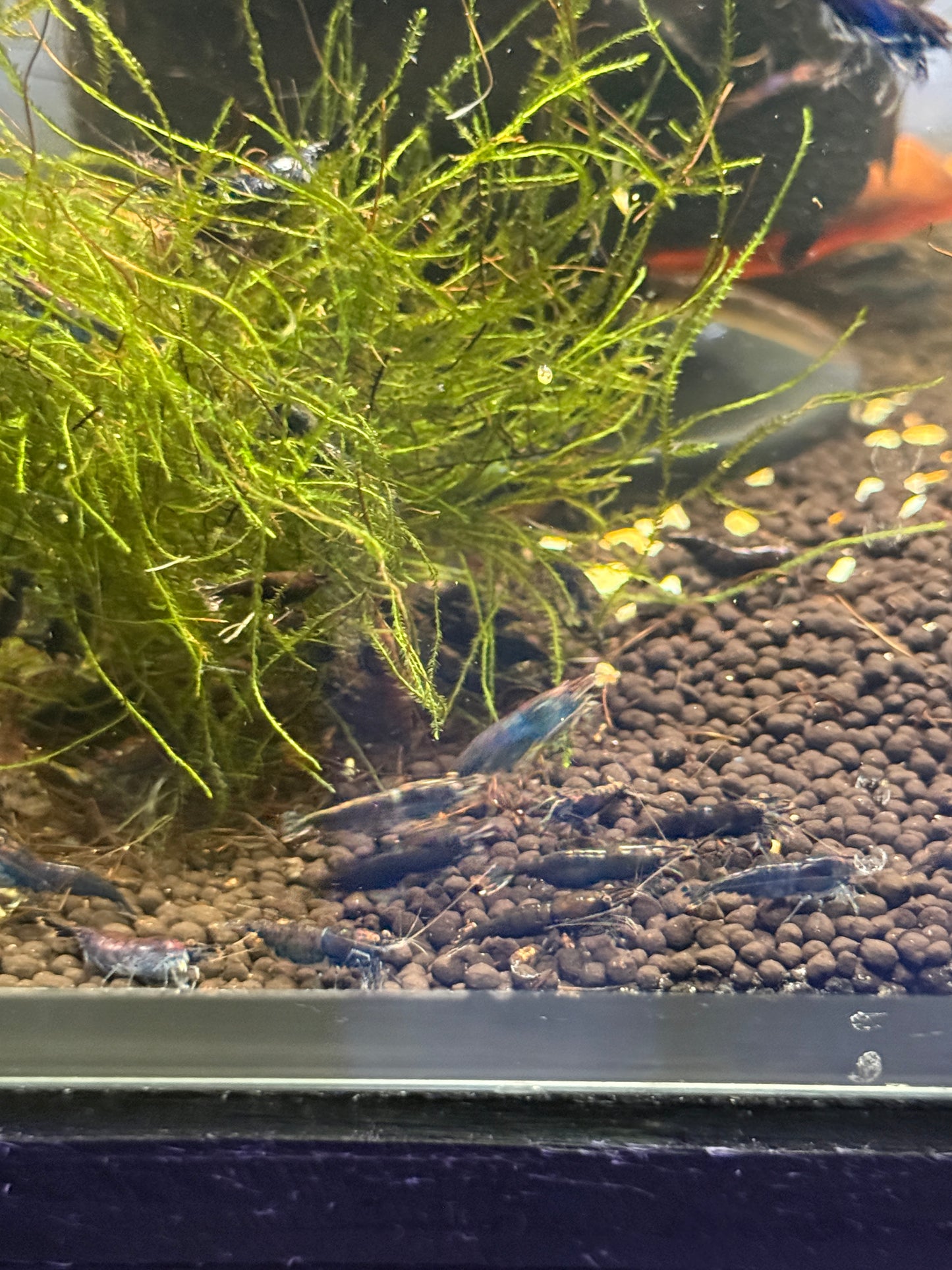 Blue sapphire Shrimp / Neocaridina davidi