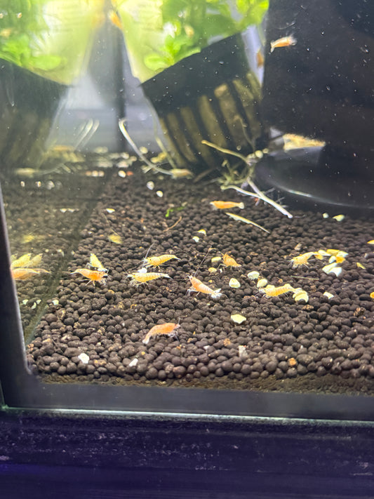 Golden Bee Shrimp