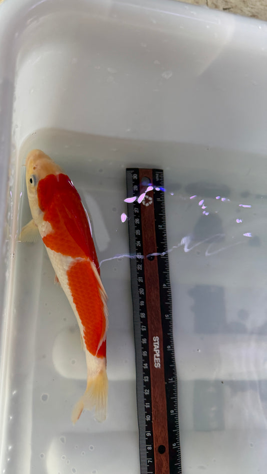 Kohaku Koi Chinese premium imported