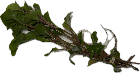 Florida Ruffle “Green Hedge” (Alternanthera ficoidea) Plant