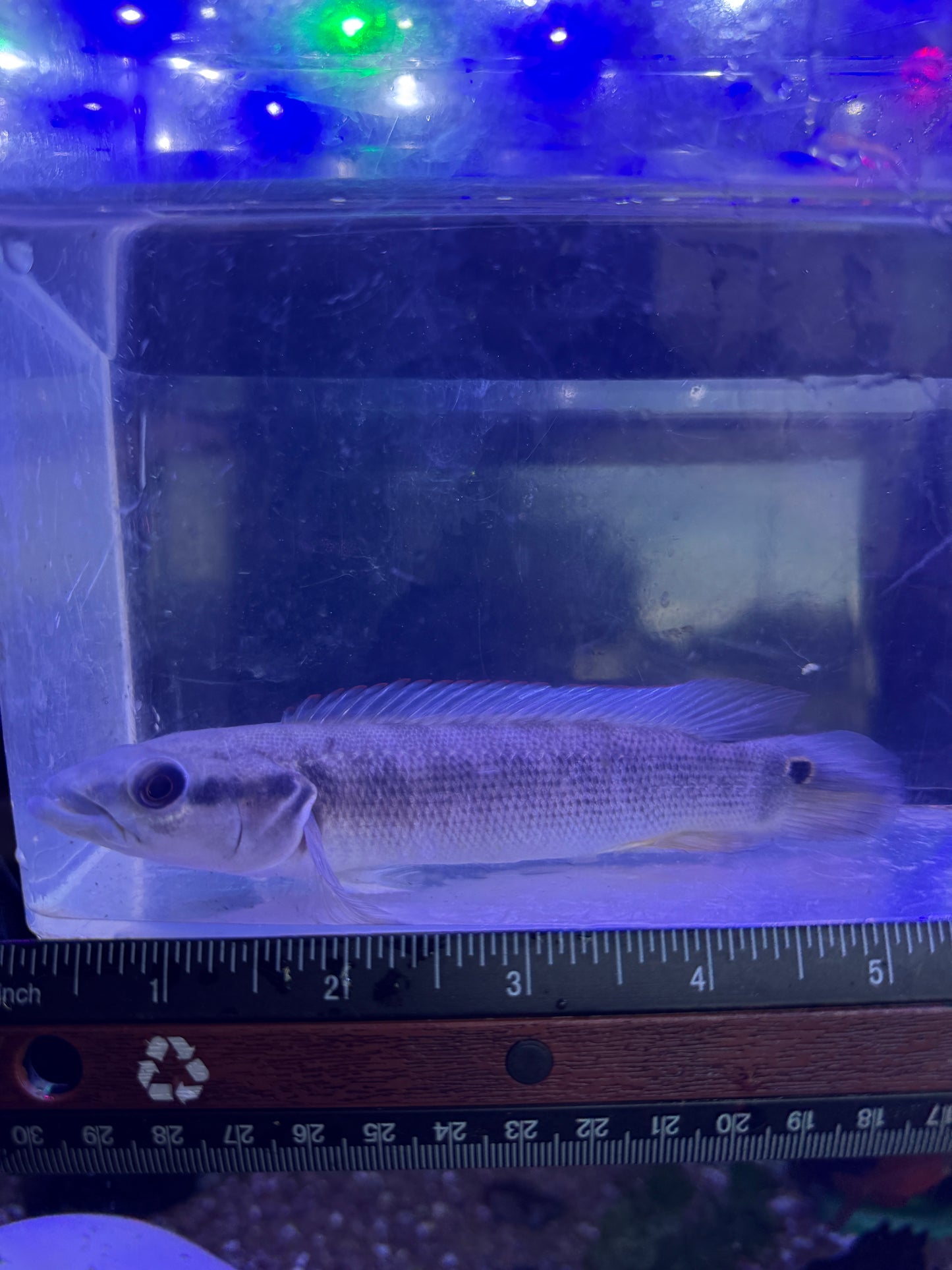 Blunt Faced Pike Cichlid Stocki Crenicichla semifasciata