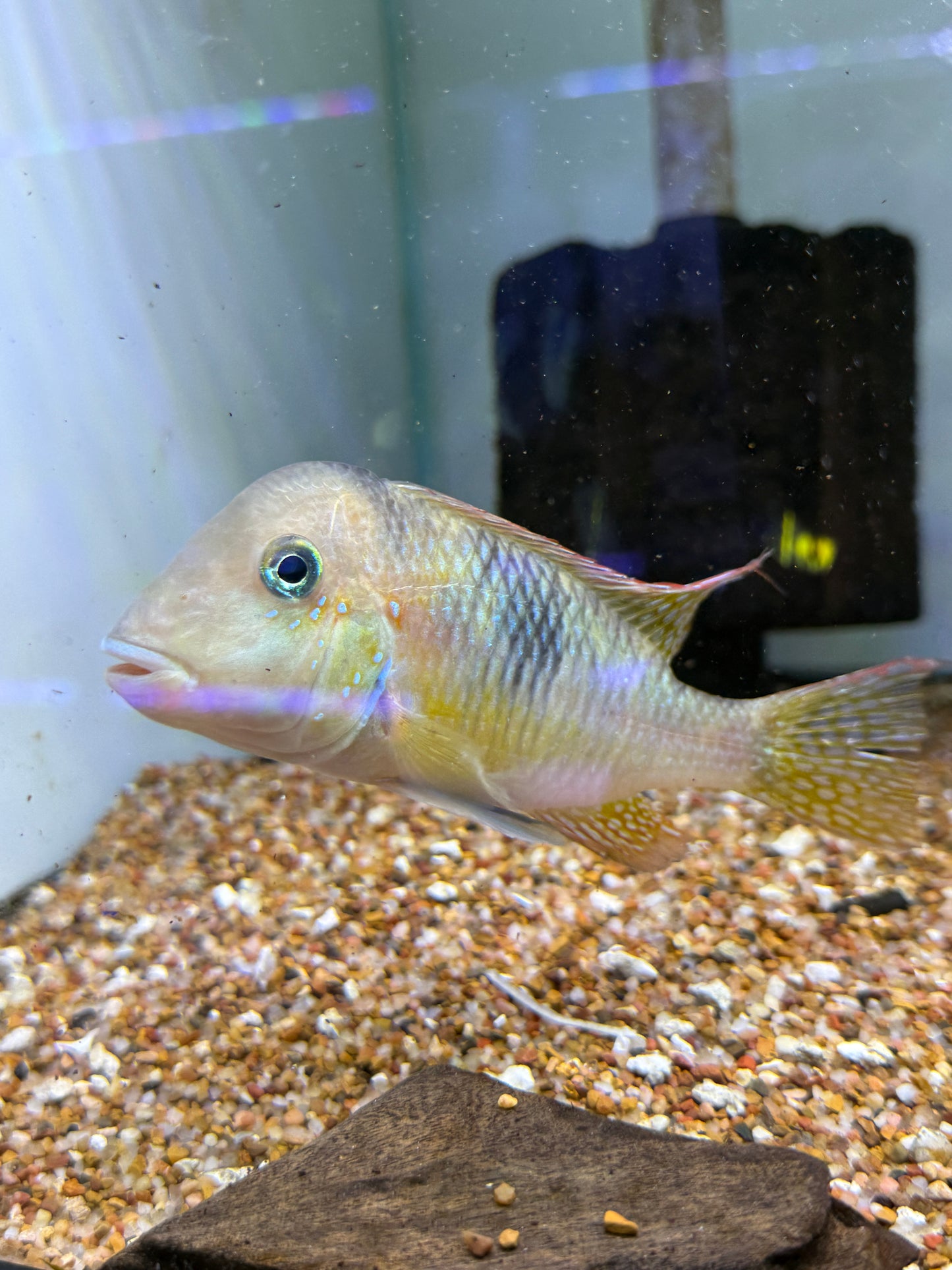RAINBOW HUMPHEAD GEOPHAGUS CICHLID (GYMNOGEOPHAGUS LIPOKARENOS)