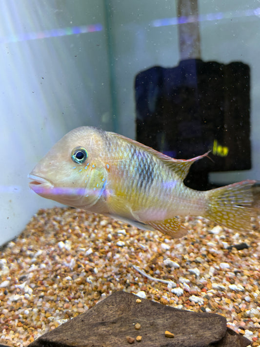 RAINBOW HUMPHEAD GEOPHAGUS CICHLID (GYMNOGEOPHAGUS LIPOKARENOS)